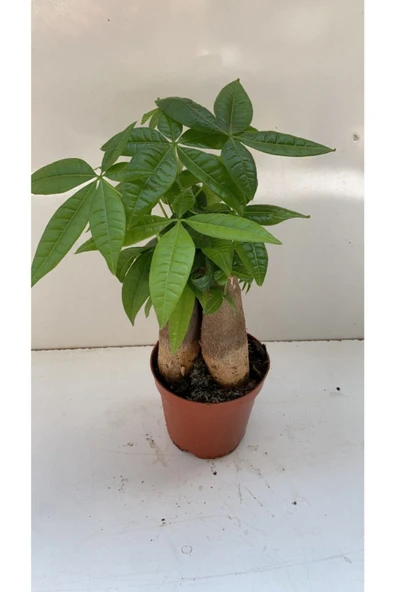 Pacira- Para Çiçeği 3 Gövdeli ürün görseli