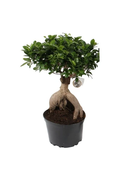 Bonsai Ficus Ginseng 20cm - Resim 3