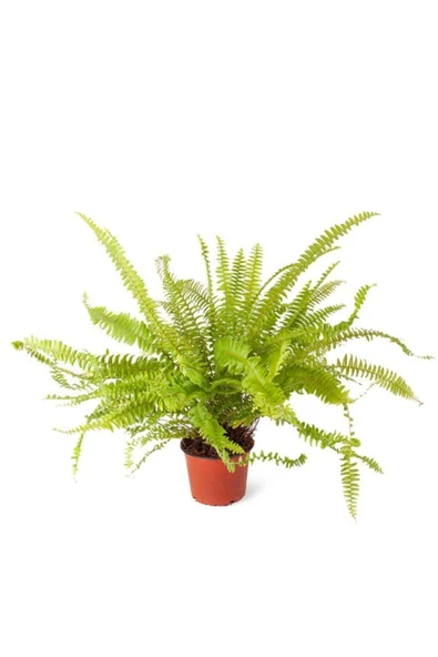 Nephrolepsis Fujer - Aşk Merdiveni - Ev Ofis Salon Iç Mekan Bitkisi - Ø:12 Cm - H:30 Cm ürün görseli