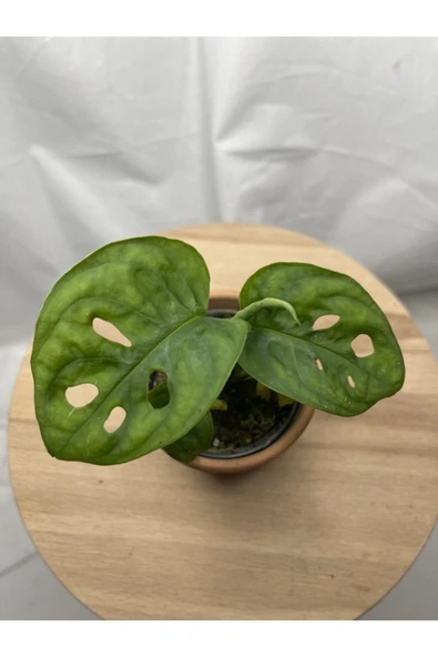 Monstera Adansonii - Resim 2