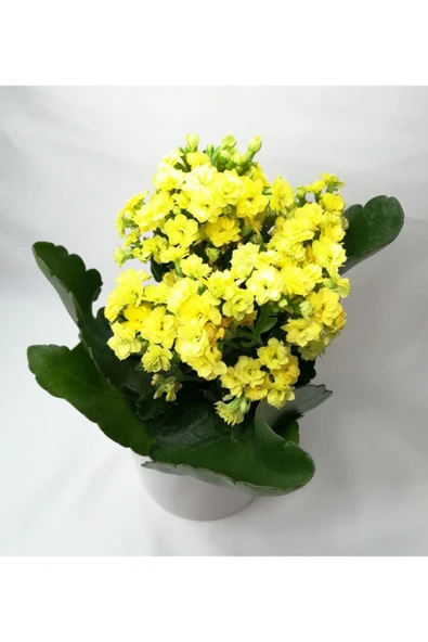 Kalanchoe Sarı Renkli Kalanşo Seramik Saksıda - Resim 5