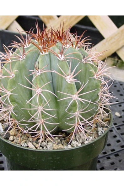 12 cm çap Melo kaktüs Melocactus Matanzanus - Resim 2