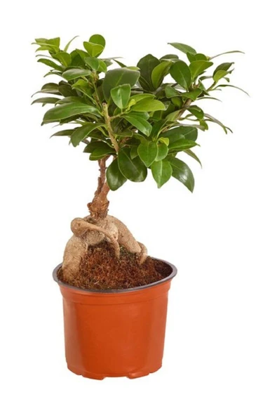 Bonsai 30 cm Ev Bitkisi Ofis Bitkisi Salon ürün görseli
