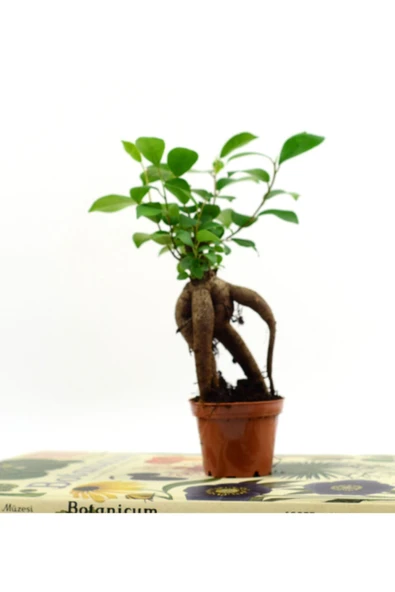 Bebek Ficus Ginseng Bonsai -5,5 cm Saksı ürün görseli