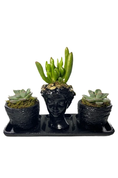 Üçlü Helen Serisi Crassula Hobbit Ve Sukulent Tasarım ürün görseli 1