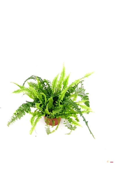 Fujer, Aşk Merdiveni Çiçeği Saksıda, 30-40 Cm - Resim 2