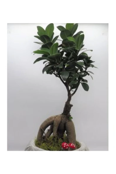 Ficus Ginseng Bonsai & Beyaz Vane Serisi Beton Saksı - Resim 3