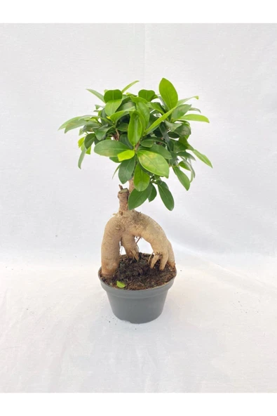 Bonsai Ficus 30 -35 Cm ürün görseli 1