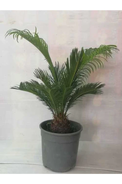 Cycas Iç Mekan Çiçeği ürün görseli 1