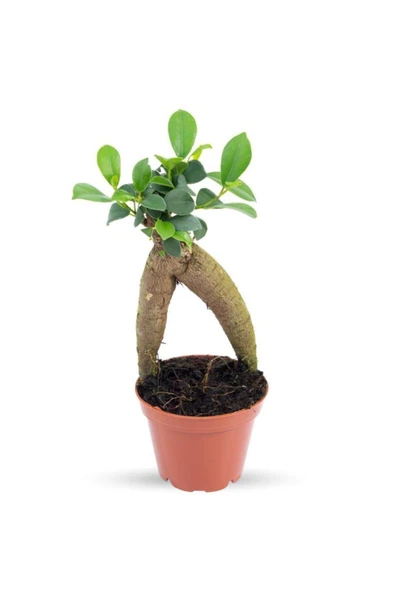 Ficus Ginseng | Adam Ağaç 7cm Ø - Bonsai ürün görseli 1