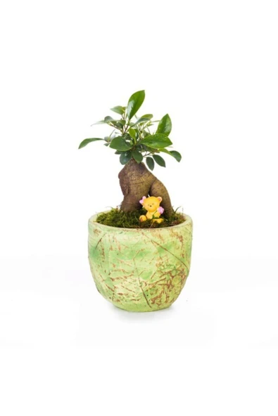 Ficus Ginseng Bonsai - Beton Saksıda Canlı Çiçek ürün görseli