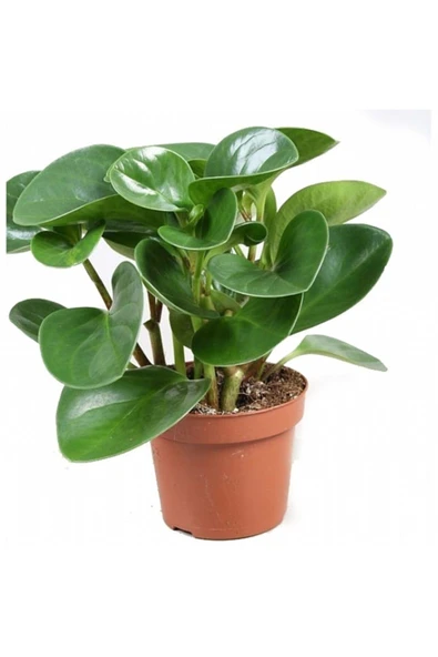 Peperomia Obtipan ürün görseli 1