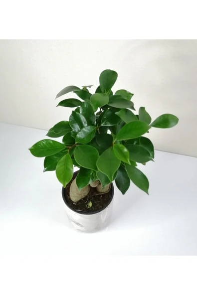 Bonsai Ficus Ginseng Beyaz Seramik Saksılı - Resim 3