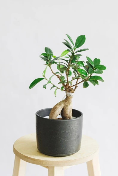 Ficus Ginseng Bonsai ürün görseli