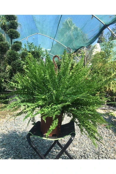 Aşk Merdiveni ürün görseli 1