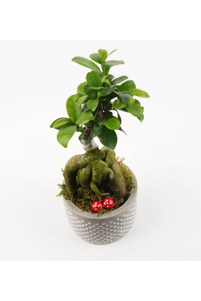 Babil Gb Saksıda Ficus Gienseng Bonsai - Resim 3