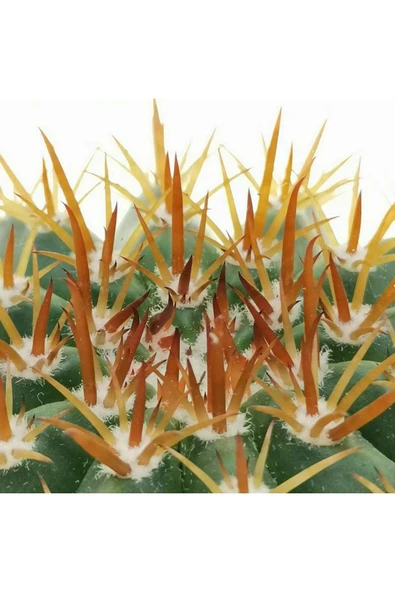 12 cm çap Melo kaktüs Melocactus Matanzanus - Resim 4