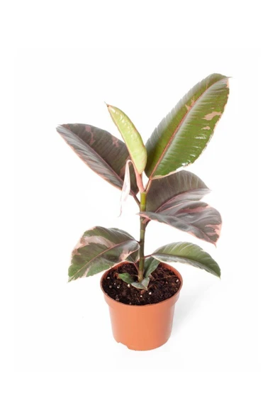 Ficus Elastica Belize Pembe Yapraklı Kauçuk 30 Cm Saksı Bitkisi - Ev Bitkisi ürün görseli