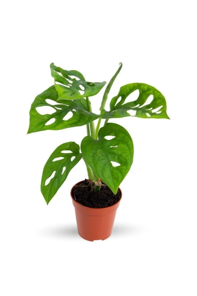 Monstera Adansonii Monkey Mask Sarmaşık Deve Tabanı Mini  Ev Ofis Salon İç Mekan Bitkisi Baby