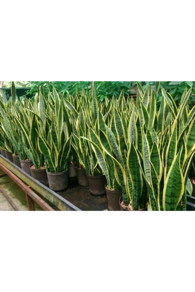 Sanseveria Paşa Kılıcı - Resim 3