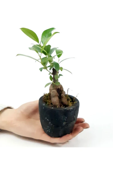 Para Desenli Siyah Saksıda Ficus Bonsai Bitkisi - 3