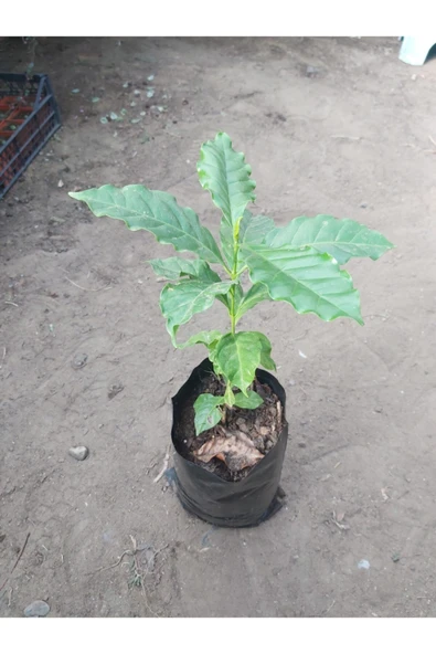 Kahve Fidesi (coffea Arabica) Kahve Bitkisi