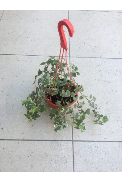 Hedera Sarmaşik ürün görseli 1