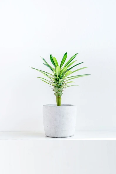 Pachypodium Lamerei - Madagaskar Palmiyesi Mini - Ev Ofis Salon Iç Mekan Bitkisi