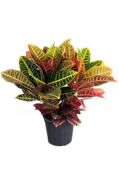 Donmez Çiçek Kraton Bitkisi 60 cm Boy Croton Petra 17 cm Saksı Çapı Kroton Ev Ofis ve Salon Bitkisi