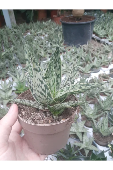 Aloe Variegata - Aloe Vera - 12 Cm Saksıda