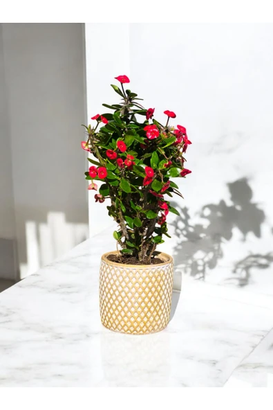 Gold Baklavalı Saksıda Hediyelik Muhteşem Kırmızı Dikenler Tacı - Resim 4