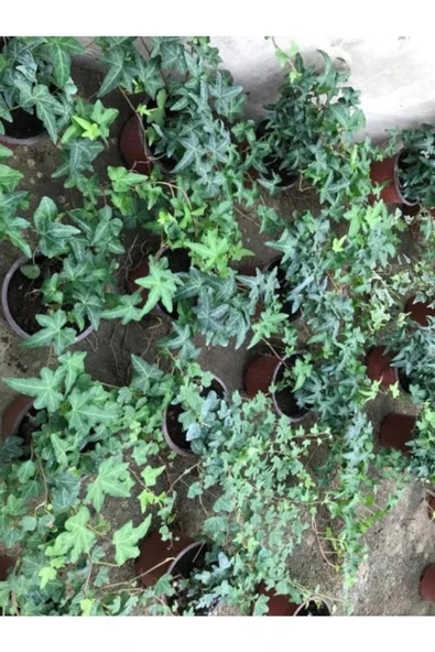 Hedera Sarmaşık 3 Adet ürün görseli