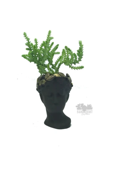 Siyah Helen Saksıda Prenses Çamı ürün görseli 1