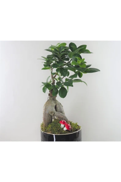 Ficus Ginseng Bonsai & Siyah Yuts Seramik Saksıda Hediyelik Canlı Çiçek - Resim 4