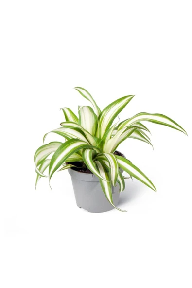 Chlorophytum Laxum - Kurdele Çiçeği Mini - Ev Ofis Salon Iç Mekan Bitkisi - Baby