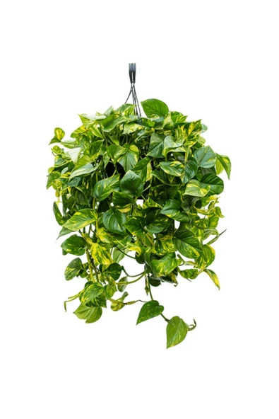 Donmez Çiçek Potos Sarmaşığı Yerli Üretim Ev Bitkisi Ofis Bitkisi Salon Bitkisi ürün görseli 1