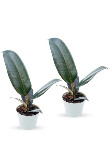 Ficus Elastica Robusta - Set 2 Adet Kauçuk Çiçeği Mini - Ev Ofis Salon Iç Mekan Bitkisi - Baby