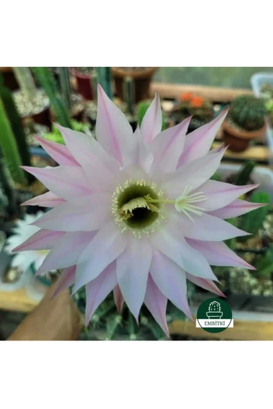 Kaynana Topuzu -echinopsis- Çiçek Açar ürün görseli