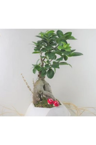 Ficus Ginseng Bonsai & Beyaz Geometrik Beton Saksıda Hediyelik Canlı Çiçek - Resim 3