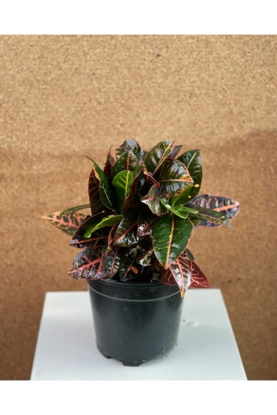 Kroton Çiçeği - Resim 2