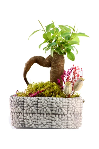 Mozaik Mini Ficus Bonsai - Resim 2