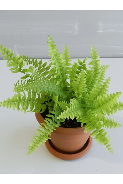 35cm Aşk Merdiveni Bitkisi - Resim 2