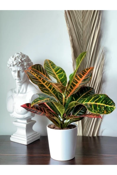 Kroton ( Croton ) Codiaeum Variegatum 40-50 Cm Kraton