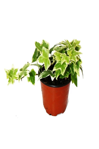 Hedera Helix Saksı Çap 8,5 Cm Mini Ofis Bitkisi Ev Bitkisi