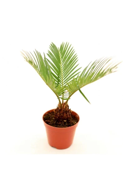 Sago Palmiyesi - Cycas - 1