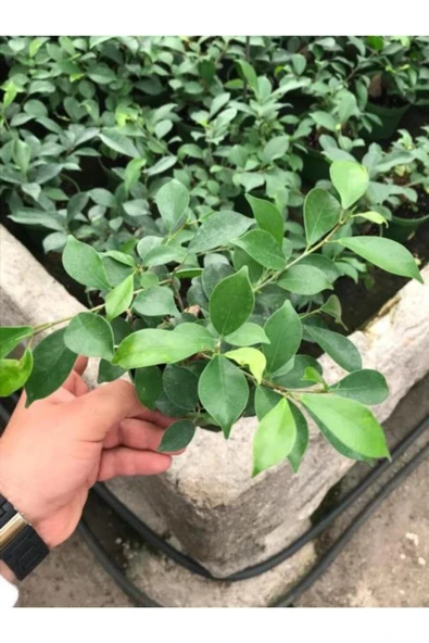 Fıcus Gınseng 30-60 gr Bonsai - Resim 2