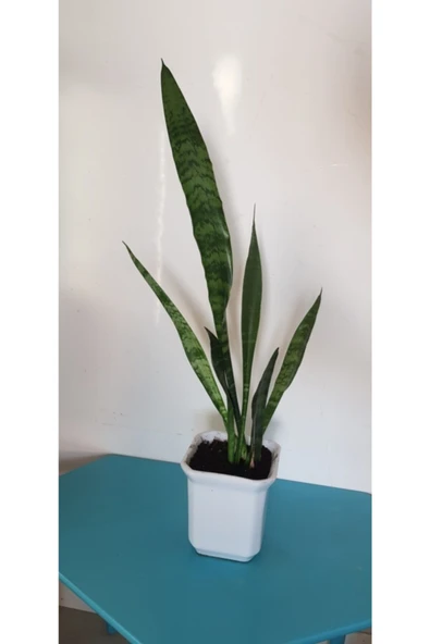 Kılıç Çiçeği - Resim 2