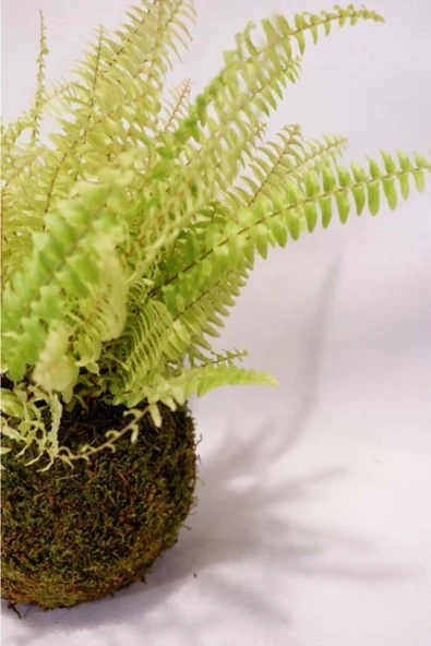 Aşk Merdiveni Kokedama - Resim 4