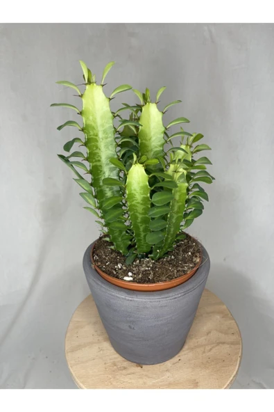 Euphorbia Trigona Green - Resim 2