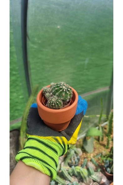 Taş saksı ile birlikte kaktüs Echinopsis Oxygona kaynana topuzu kaktüs - Resim 5